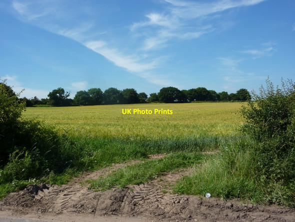 Photo 6"x4" Field view near Elkesley Elkesley c2010