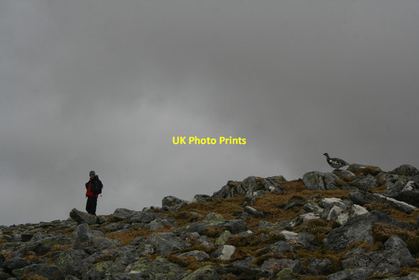 Photo 6"x4" Boy and ptarmigan Cairn of Claise c2010