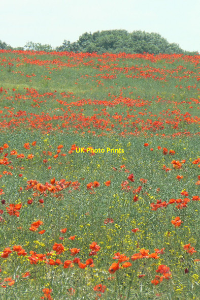 Photo 6"x4" Poppies near Bradmore Bradmore\/SK5831 c2010