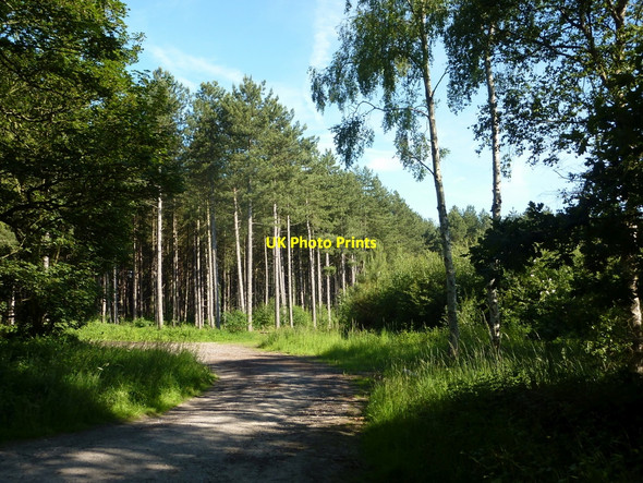Photo 6"x4" Forest glade near the Clumber Park Hotel Hardwick Village c2010