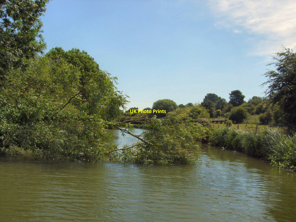 Photo 6"x4" Tree in the way Eddington\/SU3469 c2010