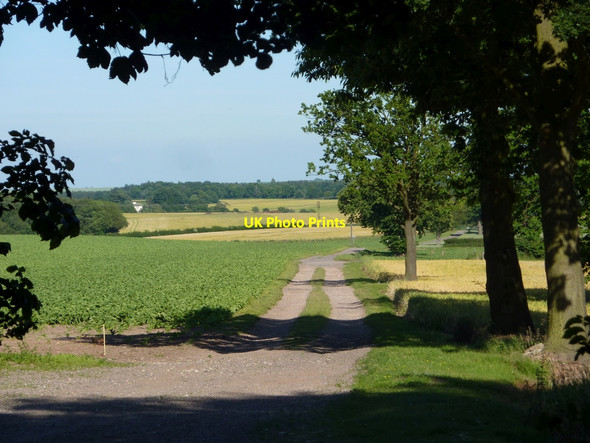 Photo 6"x4" Track near Normanton Hill Bothamsall c2010