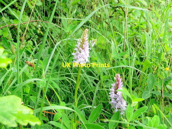 Photo 6"x4" Common Spotted Orchid, Dactylorhiza fuchsii Trow Green c2010