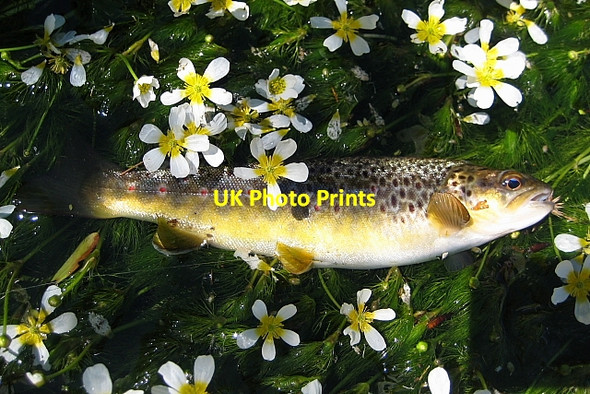 Photo 6"x4" River Haddeo Brown Trout Bury\/SS9427 c2010