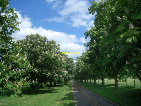 Photo 6"x4" Chestnut Avenue Roke c2010