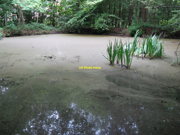 Photo 6"x4" Stagnant pond just off the A26 Isfield c2010