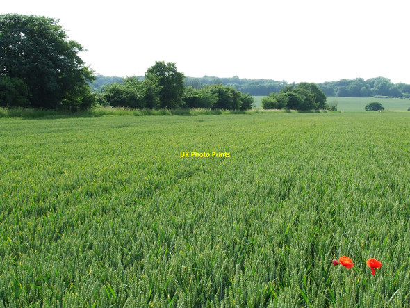 Photo 6"x4" The Only Poppies In The Field Great Ashfield c2010