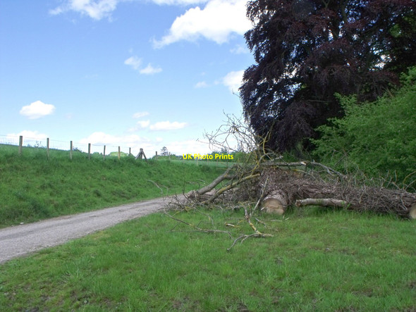 Photo 6"x4" Felled tree near Golfa Farm west of Welshpool Welshpool\/Y Trallwng c2010