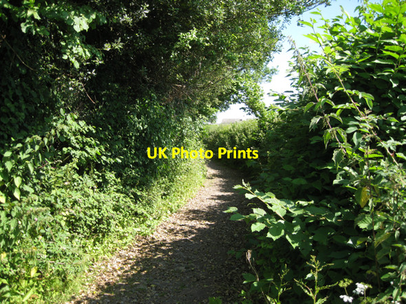 Photo 6"x4" A track to Pitley Road Ashburton c2010