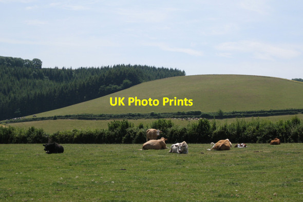 Photo 6"x4" Byway east of Parkfield Ashburton c2010