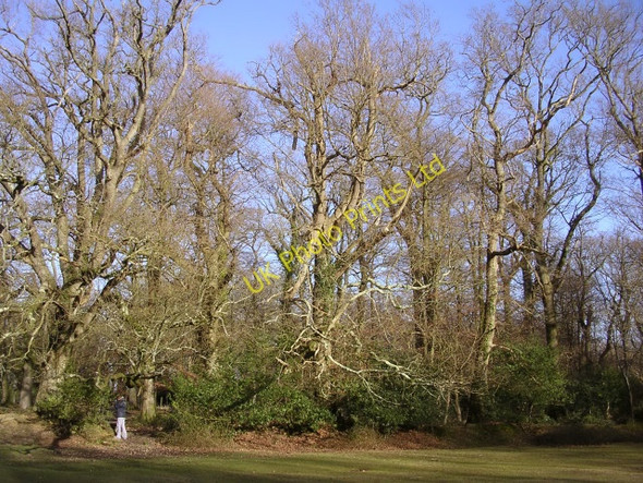Photo 6"x4" Northwest corner of the Brick Kiln Inclosure, New Forest Bank\/SU2807 c2006