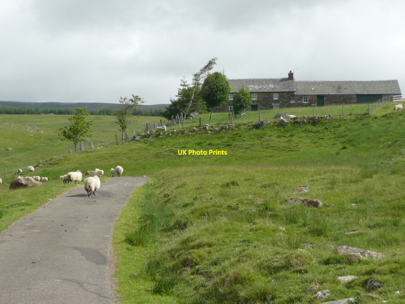 Photo 6"x4" Sheep on the road below Crannach Creag na Cuinneige c2010