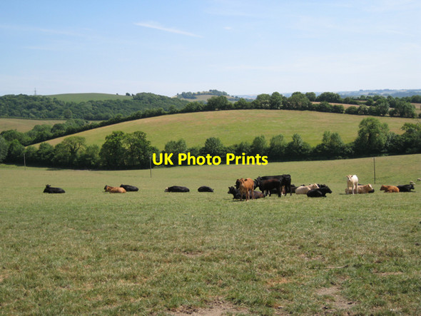 Photo 6"x4" Mixed herd of cattle near Dipwell Ashburton c2010