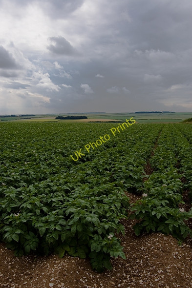 Photo 6"x4" Goodmanham Wold potatoes Goodmanham c2009