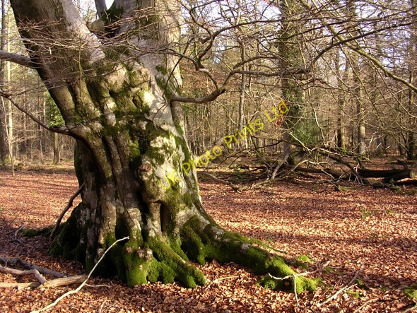 Photo 6"x4" Old beech in the Brick Kiln Inclosure, New Forest Bank\/SU2807 c2006