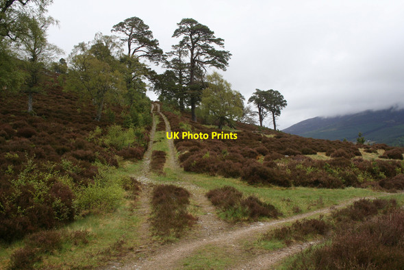 Photo 6"x4" Doire Braighad tracks Inverey\/NO0889 c2010