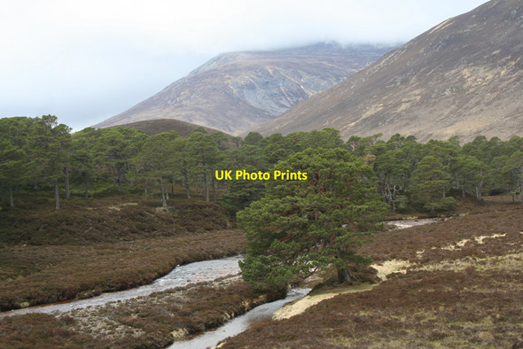 Photo 6"x4" Luibeg Burn Luibeg c2010