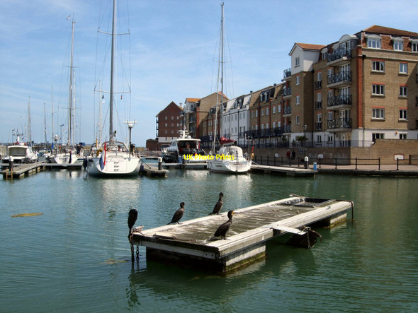 Photo 6"x4" Cormorants in Sovereign Harbour Langney c2010
