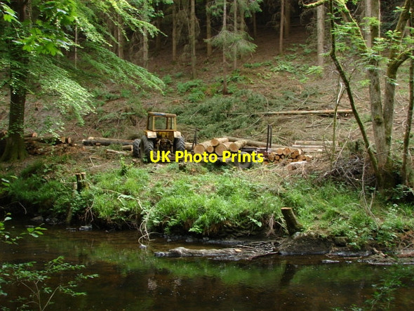 Photo 6"x4" Cod Wood Butts\/SX8089 c2010