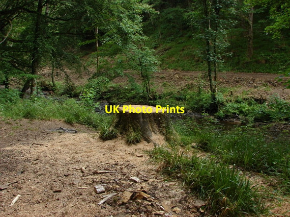 Photo 6"x4" Dunsford Wood Butts\/SX8089 c2010