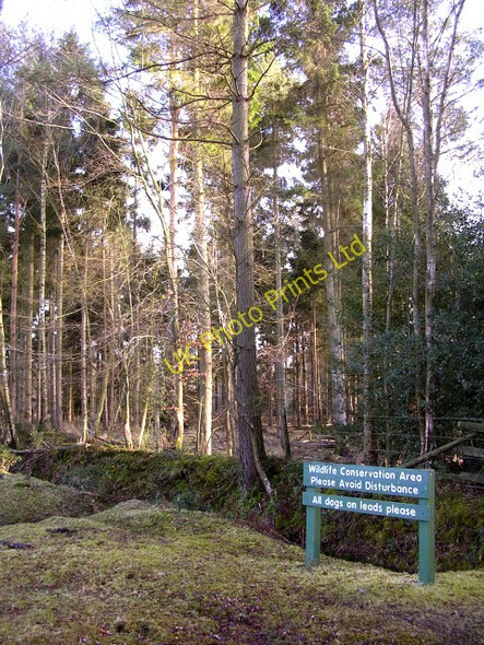 Photo 6"x4" Northern edge of the Hursthill Inclosure, New Forest Bank\/SU2807 c2006