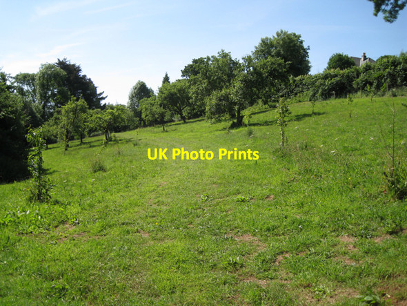 Photo 6"x4" Orchard north of Gurrington House Wotton Cross\/SX8069 c2010