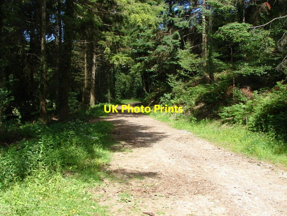 Photo 6"x4" Pullbrook Wood Green Lane\/SX7877 c2010
