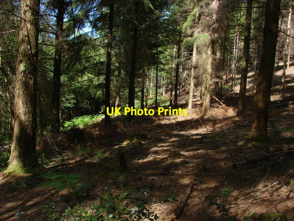 Photo 6"x4" Pullbrook Wood Green Lane\/SX7877 c2010