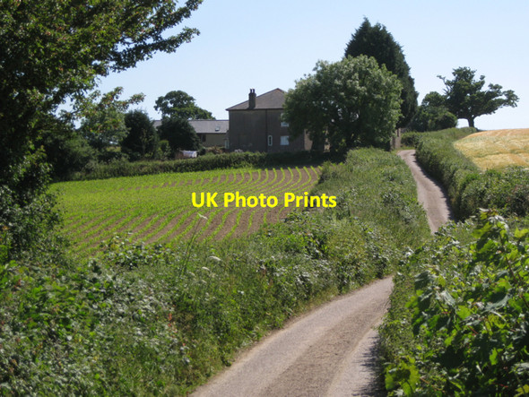 Photo 6"x4" Rows of maize below Venn Wotton Cross\/SX8069 c2010
