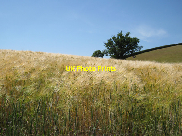 Photo 6"x4" Barley near Venn Wotton Cross\/SX8069 c2010
