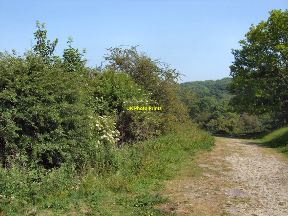 Photo 6"x4" Path through the woods Brighton\/TQ3106 c2010