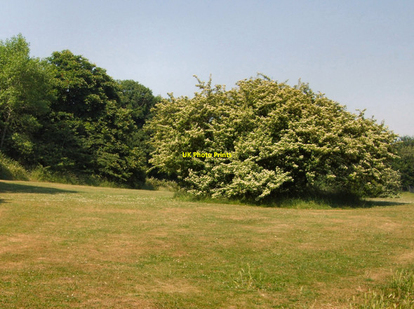 Photo 6"x4" Shrubs - North end of Wild Park Brighton\/TQ3106 c2010