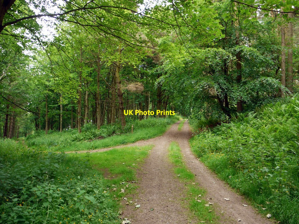 Photo 6"x4" Track junction, Floddenhill Plantation West Flodden c2010