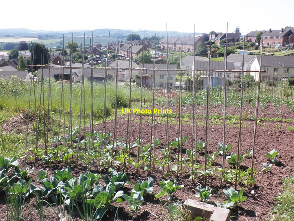 Photo 6"x4" Allotments, Crediton Crediton c2010