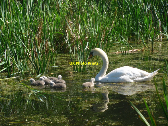 Photo 6"x4" Swan Family Newport\/Casnewydd c2010