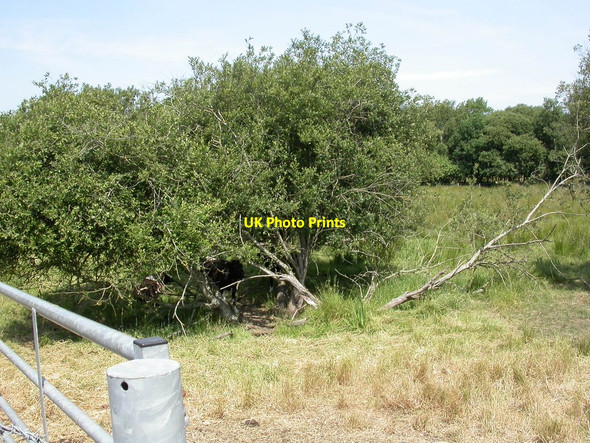 Photo 6"x4" Purewell Meadows, grazing land Christchurch\/SZ1592 c2010