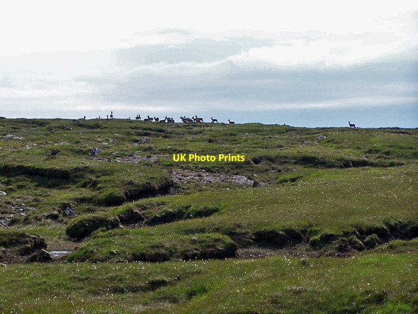 Photo 6"x4" Oh deer! Flossnan c2010