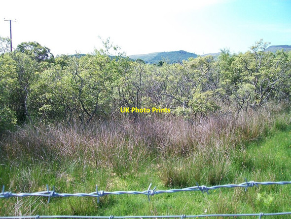 Photo 6"x4" Wooded wetland opposite Ty'n Lon farmhouse Edern c2010