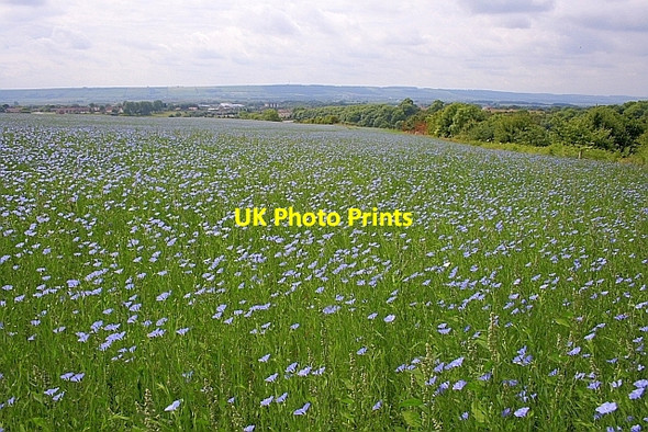 Photo 6"x4" Field of Flax, Musham Bank Crossgates\/TA0384 c2010