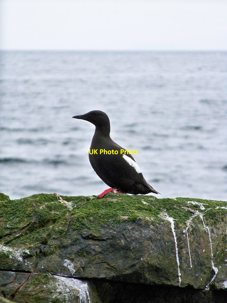 Photo 6"x4" Black Guillemot (Cepphus grylle) Eagle's Seat c2010