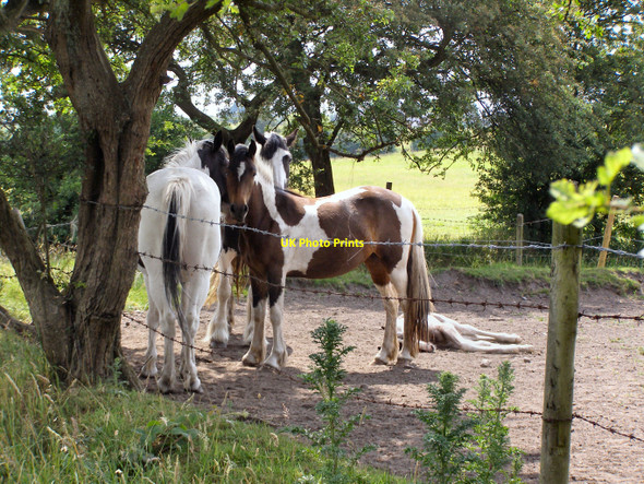 Photo 6"x4" Horses grazing Heywood\/SD8510 c2010
