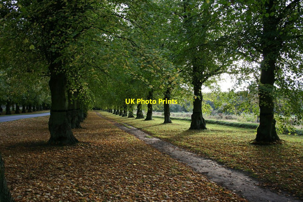 Photo 6"x4" Lime Tree Avenue, Clumber Park, Nottinghamshire Hardwick Village c2008