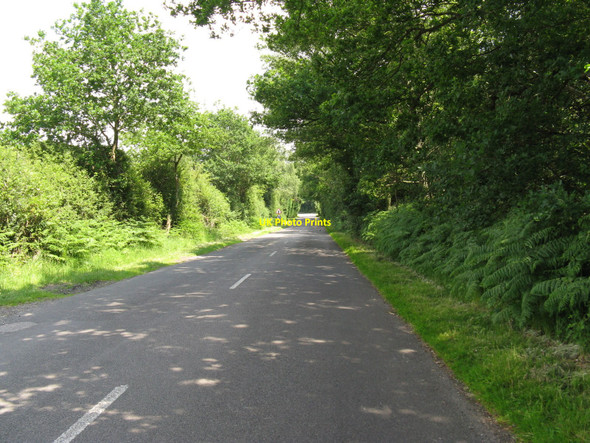 Photo 6"x4" NE on lane from Graffham to Lavington Common Upper Norwood\/SU9317 c2010