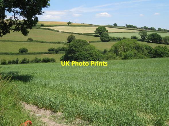 Photo 6"x4" Wheatfield by the Kester Brook: 1 Wotton Cross\/SX8069 c2010