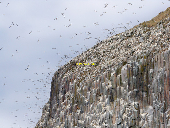 Photo 6"x4" Ailsa Craig Gannetry Ailsa Craig c2010