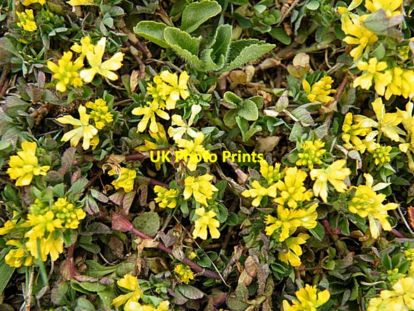 Photo 6"x4" Black Medick (Medicago lupulina) Penysarn c2010