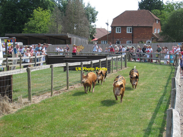 Photo 6"x4" Pig Racing at Rare Breeds Centre Townland Green c2010