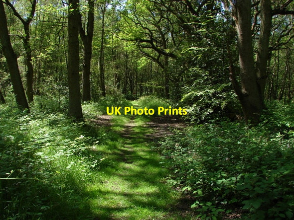 Photo 6"x4" Bisley Common Lucas Green\/SU9459 c2010