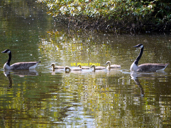 Photo 6"x4" Family of Canada Geese, Bolam Lake Bolam\/NZ0982 c2010