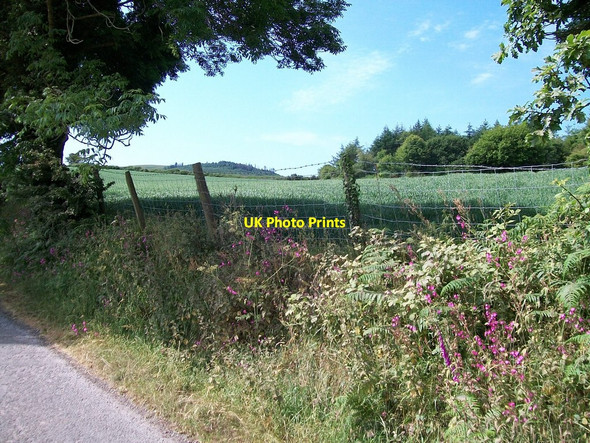 Photo 6"x4" Crop field south of Coed Mynydd-Meilian Edern c2010